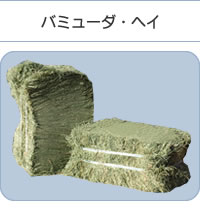 バミューダ・ヘイ