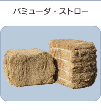 バミューダ・ストロー